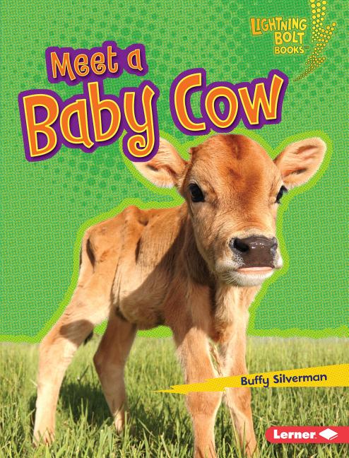 Meet a Baby Cow